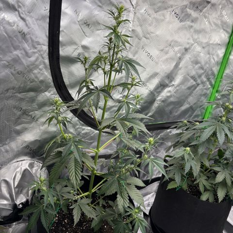 Blue Dream Auto growlog timeline photo