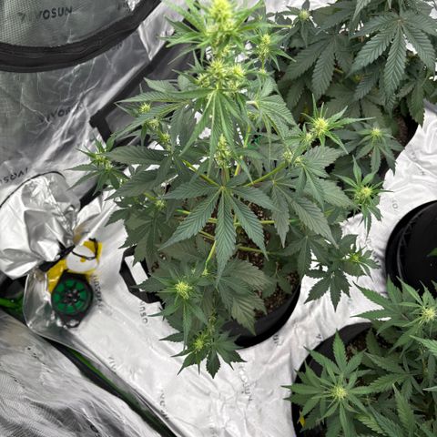 Blue Dream Auto growlog timeline photo