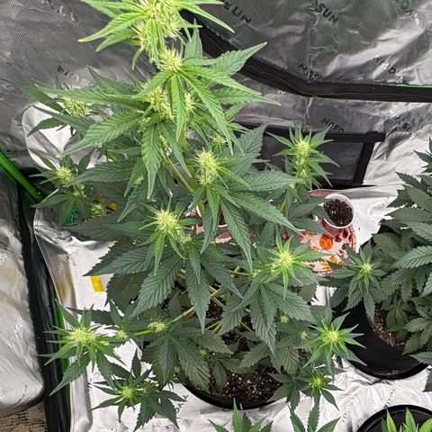Blue Dream Auto growlog timeline photo