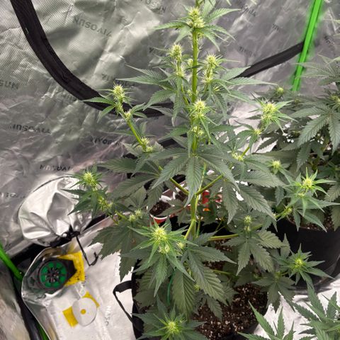 Blue Dream Auto growlog timeline photo