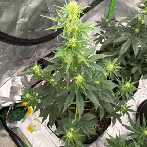 Blue Dream Auto growlog timeline photo