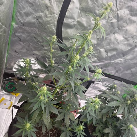 Blue Dream Auto growlog timeline photo