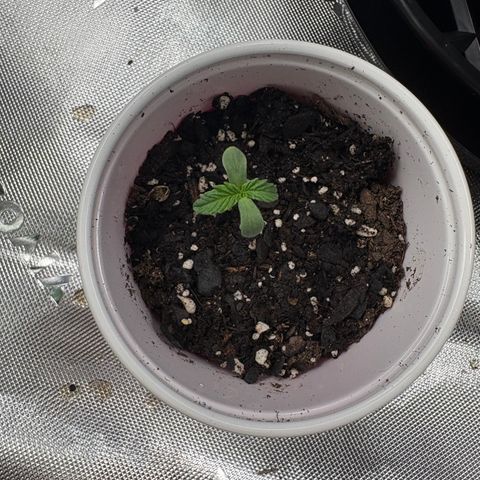 Lemon Mandarin  growlog timeline photo