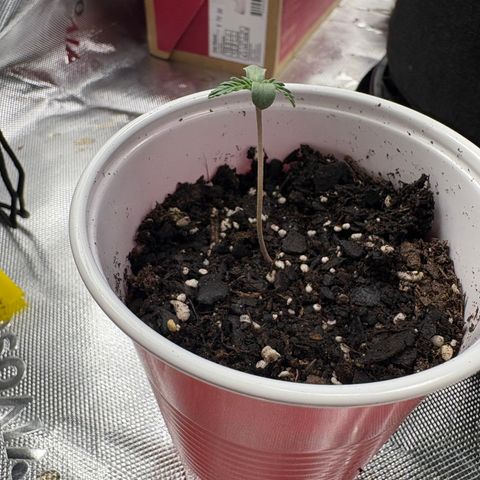 Lemon Mandarin  growlog timeline photo
