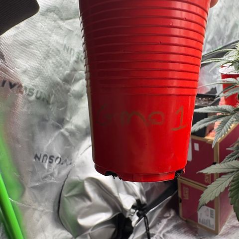 GMO Cookies 1 growlog timeline photo