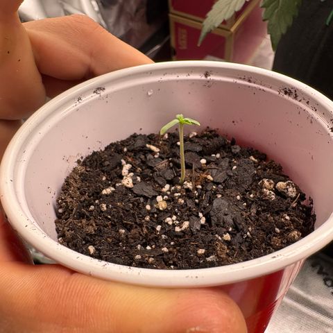 GMO Cookies 1 growlog timeline photo