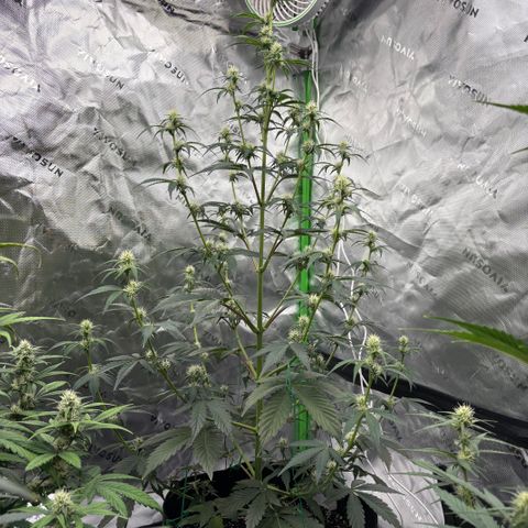 Blue Dream Auto growlog timeline photo