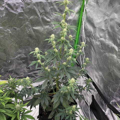 Blue Dream Auto growlog timeline photo