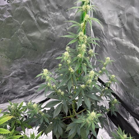Blue Dream Auto growlog timeline photo