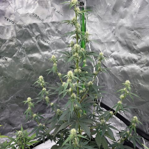 Blue Dream Auto growlog timeline photo