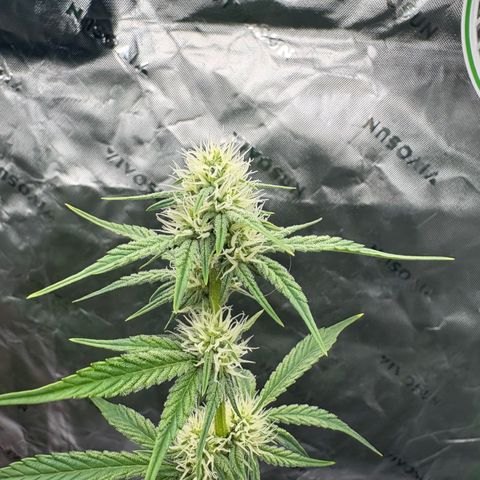 Blue Dream Auto growlog timeline photo