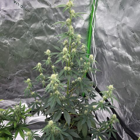 Blue Dream Auto growlog timeline photo