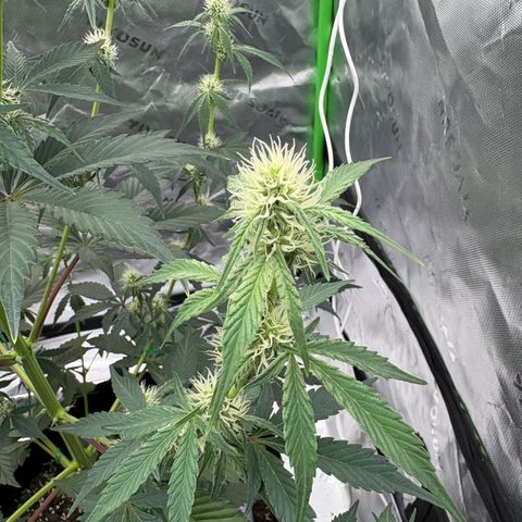 Blue Dream Auto growlog timeline photo