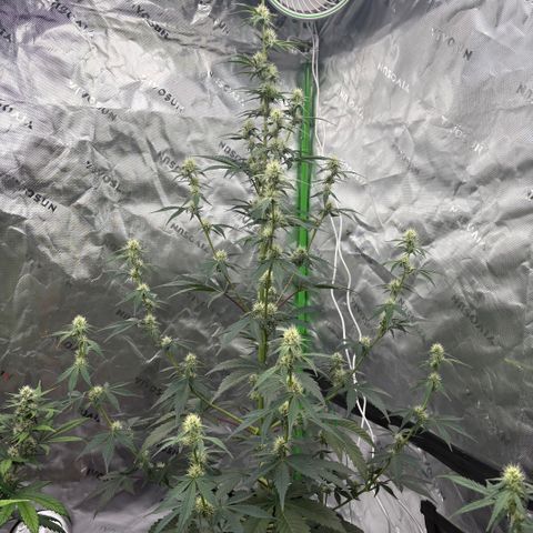 Blue Dream Auto growlog timeline photo