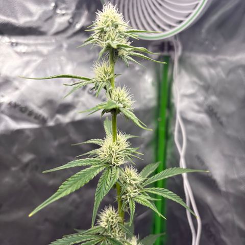 Blue Dream Auto growlog timeline photo