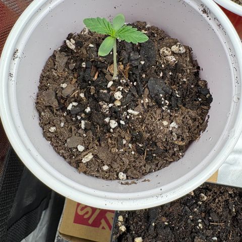 GMO Cookies 1 growlog timeline photo