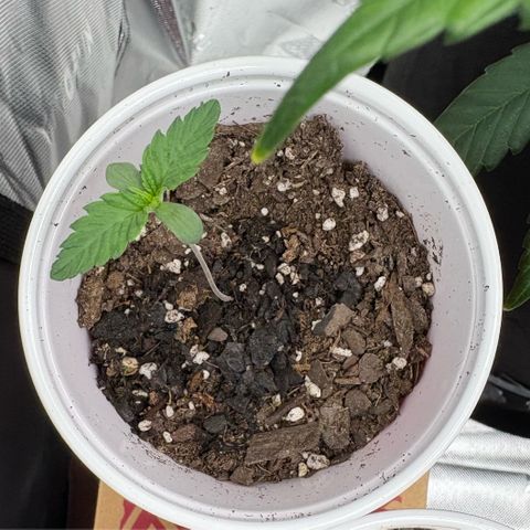 Lemon Mandarin  growlog timeline photo