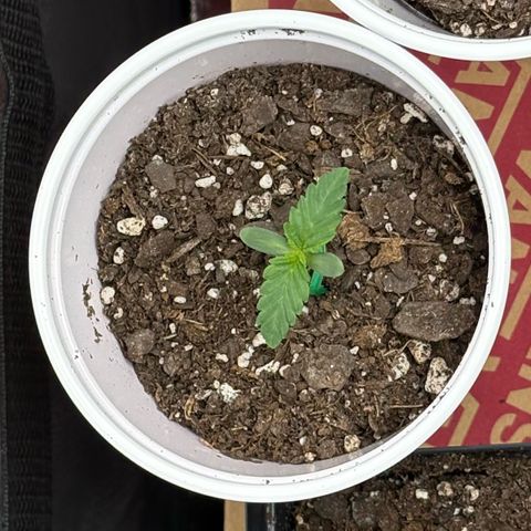 GMO Cookies 1 growlog timeline photo