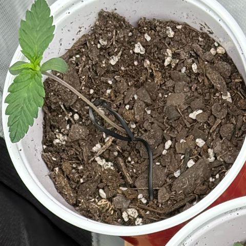 Lemon Mandarin  growlog timeline photo