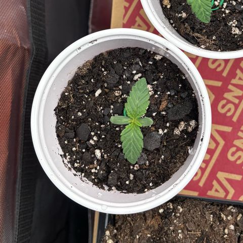 GMO Cookies 1 growlog timeline photo