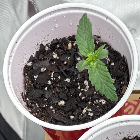 Lemon Mandarin  growlog timeline photo