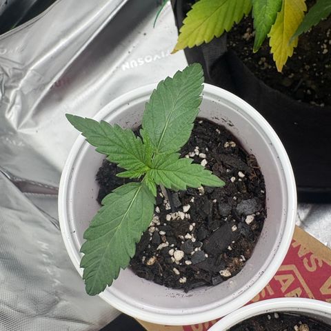 Lemon Mandarin  growlog timeline photo