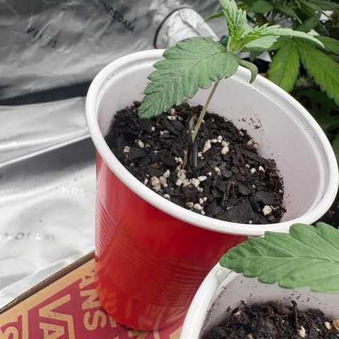 Lemon Mandarin  growlog timeline photo