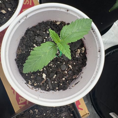 GMO Cookies 1 growlog timeline photo