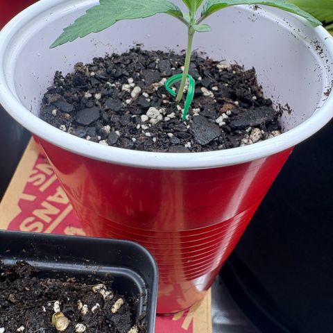 GMO Cookies 1 growlog timeline photo