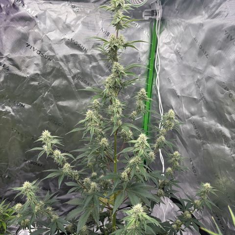 Blue Dream Auto growlog timeline photo