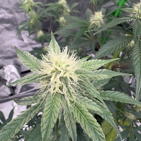 Blue Dream Auto growlog timeline photo