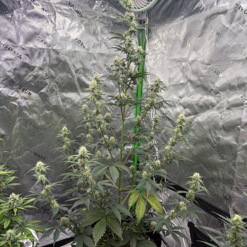 Blue Dream Auto growlog timeline photo