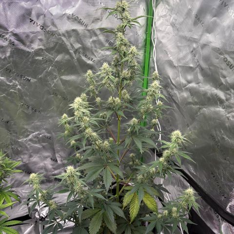 Blue Dream Auto growlog timeline photo