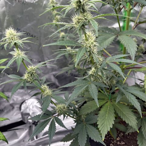 Blue Dream Auto growlog timeline photo