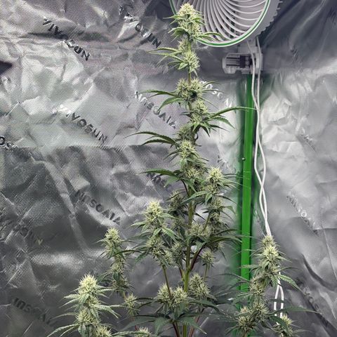 Blue Dream Auto growlog timeline photo