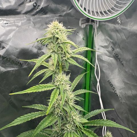 Blue Dream Auto growlog timeline photo