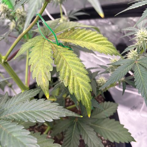 Blue Dream Auto growlog timeline photo