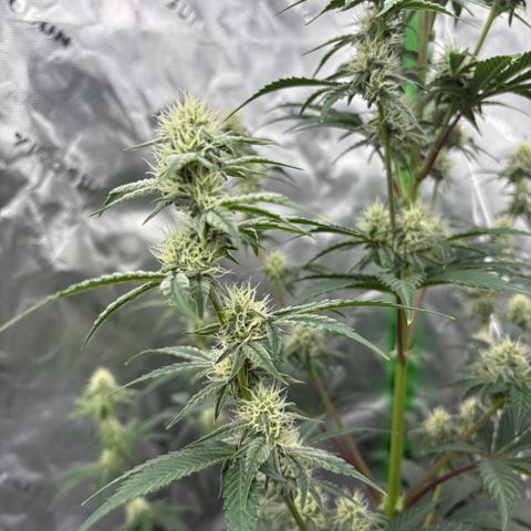 Blue Dream Auto growlog timeline photo