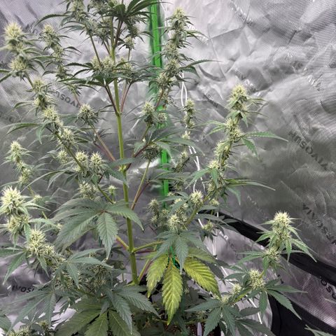 Blue Dream Auto growlog timeline photo