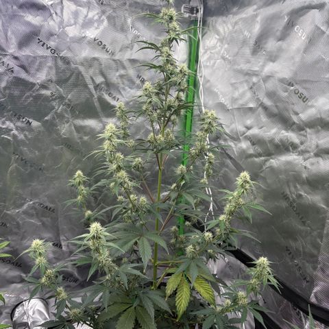 Blue Dream Auto growlog timeline photo
