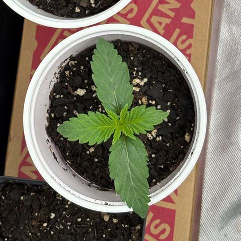 GMO Cookies 1 growlog timeline photo