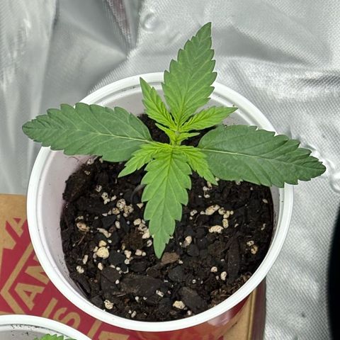 Lemon Mandarin  growlog timeline photo