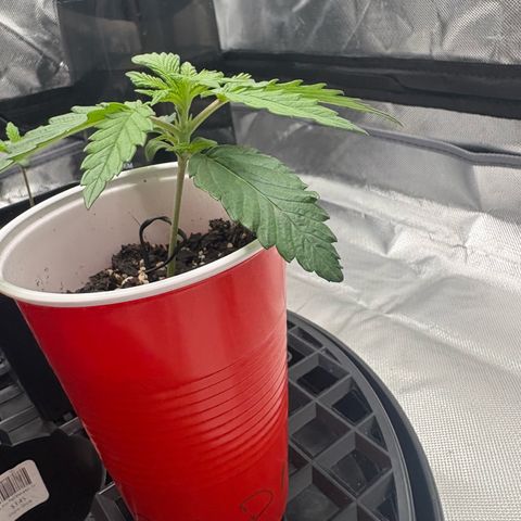 Lemon Mandarin  growlog timeline photo