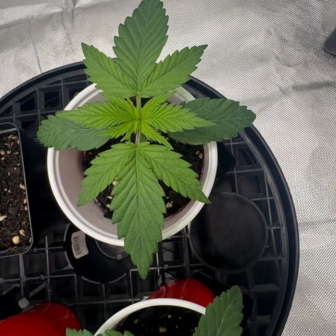 Lemon Mandarin  growlog timeline photo