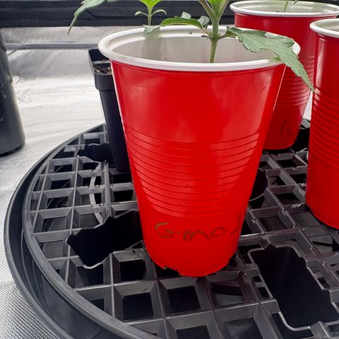 GMO Cookies 1 growlog timeline photo