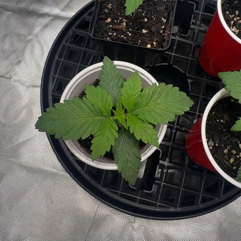 GMO Cookies 1 growlog timeline photo
