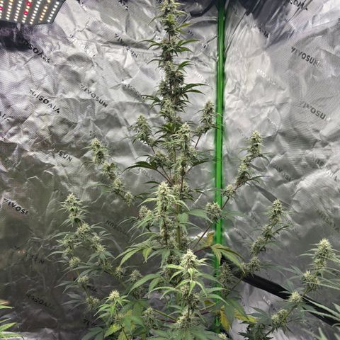 Blue Dream Auto growlog timeline photo