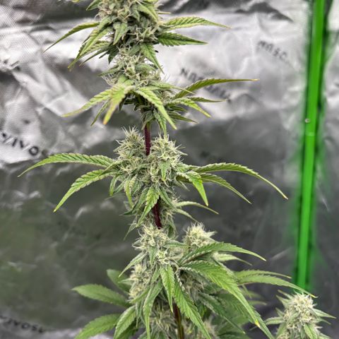 Blue Dream Auto growlog timeline photo