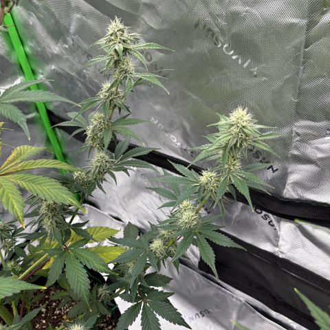 Blue Dream Auto growlog timeline photo