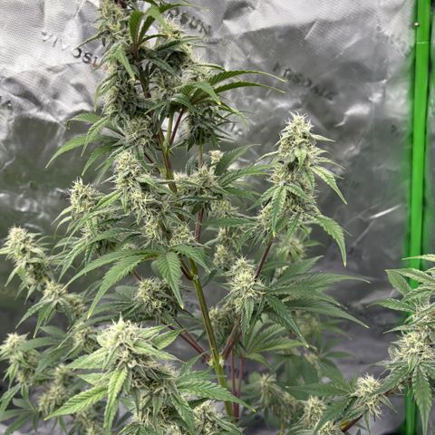 Blue Dream Auto growlog timeline photo